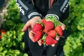 DF: 29ª festa do morango movimenta Brazlândia com shows e gastronomia