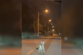 Vídeo: onça-parda é flagrada por moradores em cidade no interior de SP