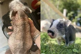 Porquinho resgatado sem pelos vira o mascote mais fofo do santuário