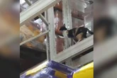 Vídeo. Gato escala prateleira de ração em mercado atacadista