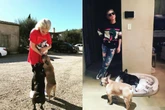 Conheça a história de amor de Lady Gaga e seus buldogues franceses