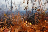 Incêndio atinge 20 mil metros quadrados de vegetação no DF