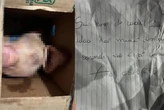 Encomenda macabra: homem recebe cabeça de porco com bilhete ameaçador
