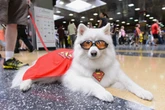 Festival gratuito transforma cães em heróis no Mooca Plaza Shopping