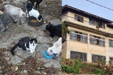 Dono morre e 80 gatos ficam abandonados em casarão de Florianópolis
