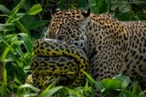 Imagens raras mostram batalha entre sucuri e onça-pintada no Pantanal