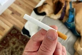 Veterinária alerta: cigarro pode causar câncer em animais