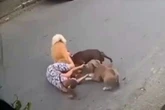 “Foi livramento, estamos bem”, diz grávida derrubada por cães na rua