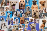 As 5 raças de cachorro que se destacam pela inteligência e fidelidade
