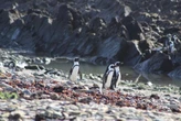 Pinguins ameaçados disputam peixes com barcos de pesca na África