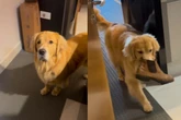 Vídeo: tutores flagram golden retriever “furtando” sapatos do vizinho