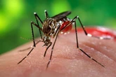 Campinas confirma 1ª morte por chikungunya na história da cidade