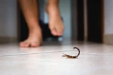 Saiba como criar uma barreira de plantas contra escorpiões e lacraias