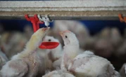 Gripe aviária: Agricultura investiga possíveis novos focos pelo país