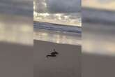 Vídeo: cobra acompanha nascer do sol na praia e entra no mar em SC