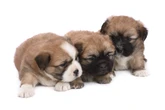 Conheça as 5 raças de cachorro que nunca perdem a carinha de filhote