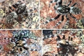 Cientistas encontram nova espécie de aranha saltadora na Nova Zelândia