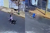 SP: pit-bull ataca homem de 78 anos que levava bisneta à escola. Vídeo