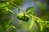 Antioxidante, esta fruta incomum tem mais vitamina C que a laranja