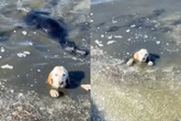 Conheça história de superação de dois cães abandonados em rio poluído