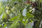Cientistas descobrem tomate que “evoluiu ao contrário” no Equador