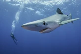 Camaleão do mar: pesquisa descobre que tubarão-azul pode mudar de cor