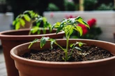 Truque com esponja ajuda planta comum a dar frutos; botânico explica