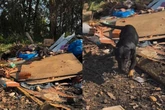 Cadela abandonada chora de emoção ao ser resgatada em lixão