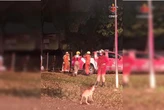 Bombeiros resgatam dois cães e um gato de casa incendiada no Guará