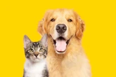 Frio impacta a saúde de cães e gatos; veja cuidados necessários