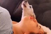 Vídeo: Dani Russo emociona ao mostrar velório e enterro de cachorrinha