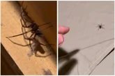 Vídeo. Biólogo vê ninho de aranhas em quarto alugado e dorme no carro