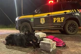 Cão da PRF acha 16 kg de maconha em mala de passageira de ônibus