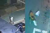 Vídeo: gato enfrenta cachorro e salva companheira felina em SP. Veja