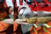 Filhote de coruja é resgatado por bombeiros em Planaltina. Vídeo