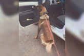 Vídeo: traficante esconde cocaína em carro, mas é “denunciado” por cão