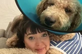 Casal adota “cockapoo”, mas descobre que é um cão de 45 kg ao crescer