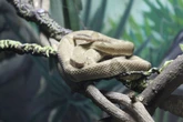 “Milagre”: menino sobrevive a picada de cobra entre as mais venenosas
