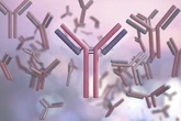 Proteínas de defesa: saiba como os anticorpos atuam no nosso organismo