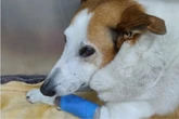 Cão Silveira, mascote da UFSM famoso nas redes, passa por cirurgia