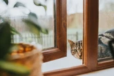 Gato invadindo a casa? Veja 4 medidas seguras e responsáveis para evitar