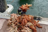 5 toneladas de espécie invasora de coral são retiradas do mar da Bahia