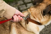 Coleira de pescoço faz mal para os cachorros? Especialistas respondem