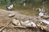 Parque da Aclimação tem centenas de peixes mortos após temporal em SP