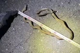 Cobra invade linha férrea e interrompe operações de trem-bala no Japão