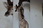 Saiba como sugerir nome para o bebê girafa que nasceu no Zoo de SP