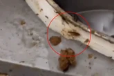 Barata e mosca: sírios faziam salgados em fábrica ilegal no RJ