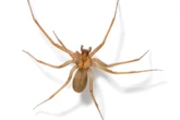 Picada de aranha-marrom pode causar necrose; saiba como se proteger