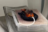 Vídeo: veterinário faz tomografia em peixe com dificuldade para nadar