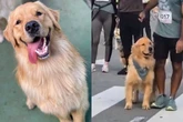 Corrida em quatro patas: conheça Cássio, o golden atleta e corredor